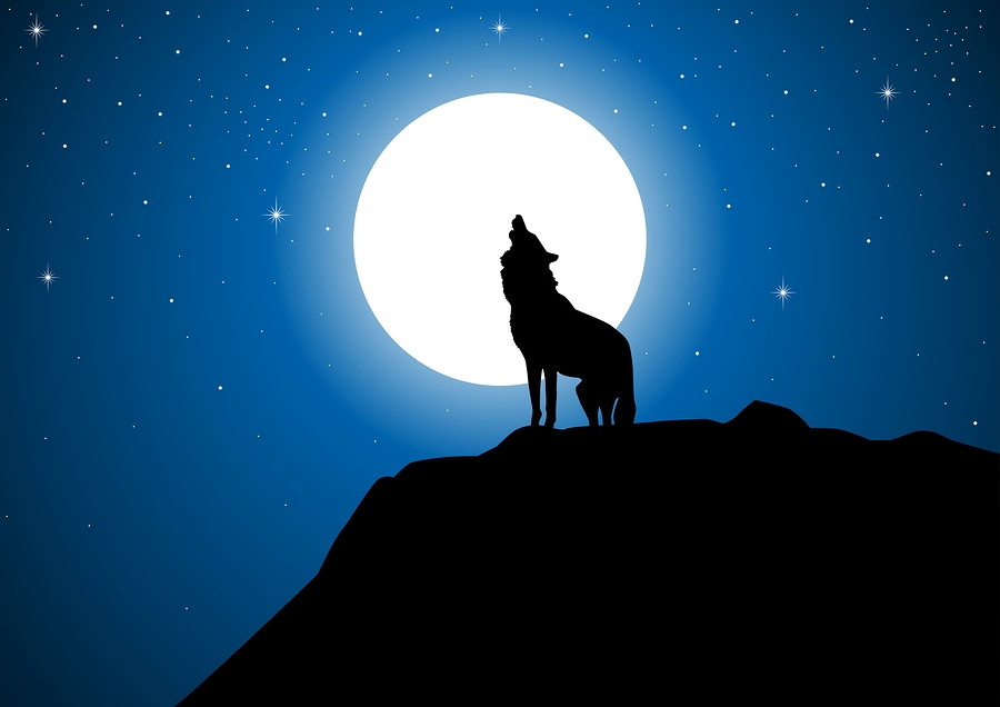 Dogs can be hard to see at night... unless they're standing in front of a giant moon, a la wolf-style! Photo: Big Stock Photo