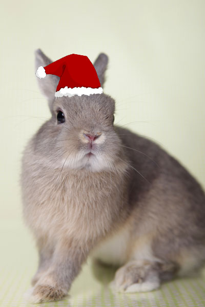 Christmas-bunny