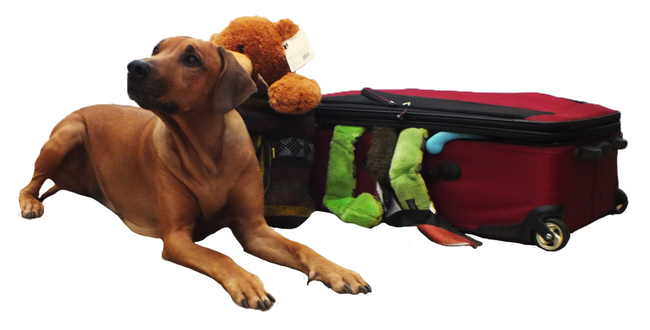 Dog and Suitcase