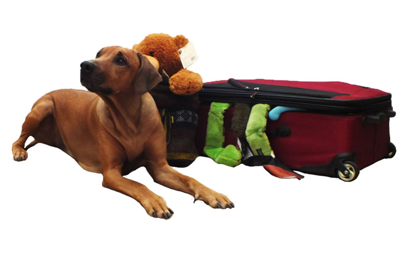 Preparing Your Pet For Your Holiday Away