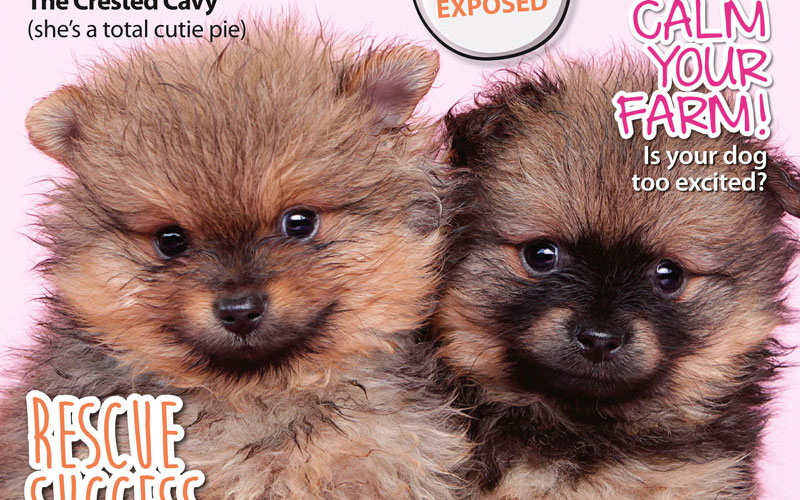 PETS 55: On Sale Now!
