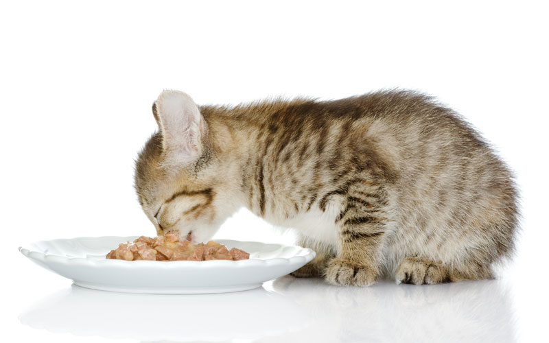 Nutritional Cat Facts