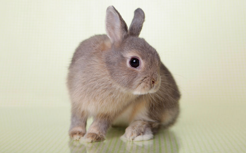 5 Things Your Bunny Wants You to Know
