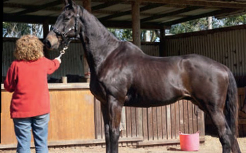 Meet Gumby at Save a Horse Australia