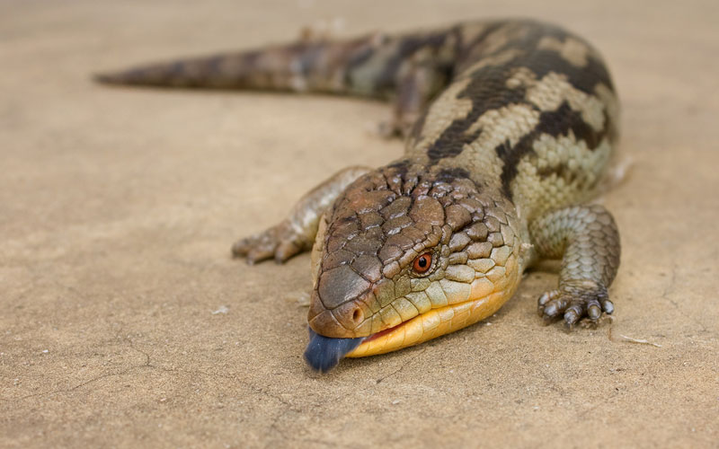 10 cool things you didn’t know about blue-tongue lizards