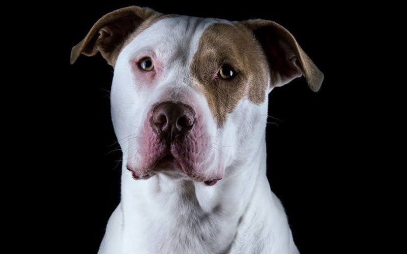 Hear No Evil Australian Deaf Dog Rescue