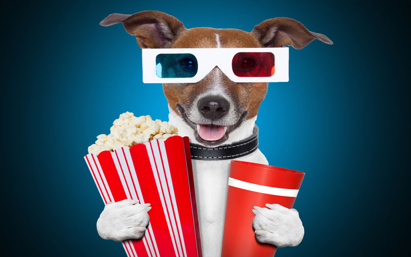 Good Dog! International Film Festival - Pets