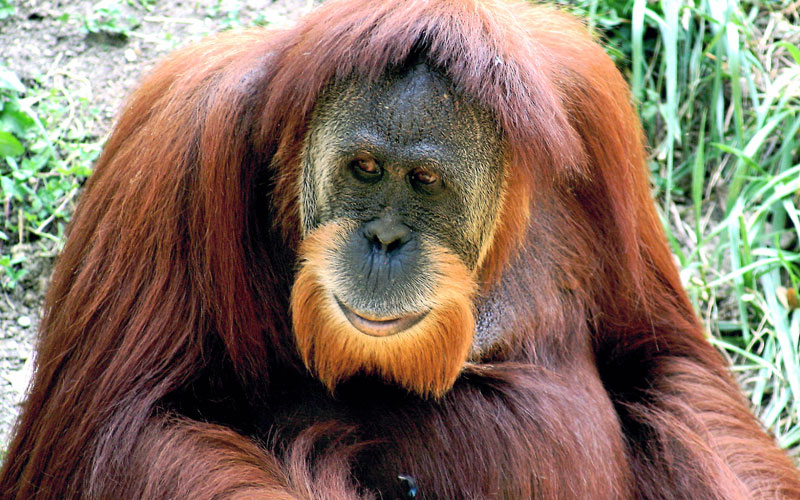 Orangutans and Technology