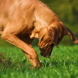 Only sometimes, like when he has a bone to hide.