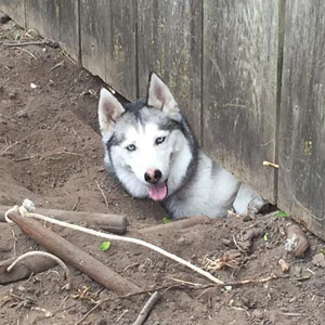 Yes. He\'s basically Houdini in dog form.