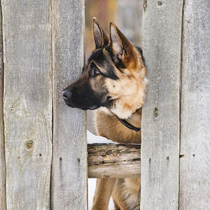He\'ll try if the gate is left open but he always comes back.