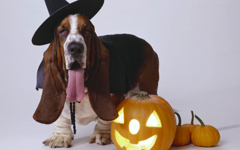 Celebrate Halloween with pets the safe way