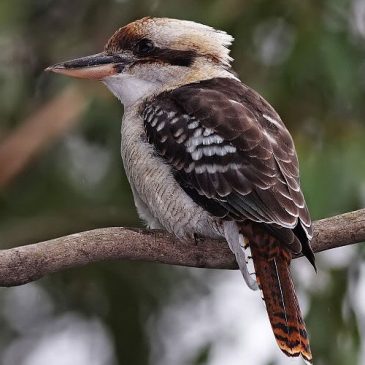 How much do you know about Australian birds?