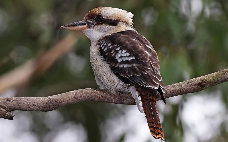 How much do you know about Australian birds?