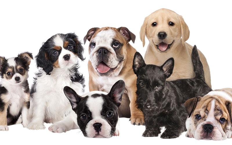 The new online dog breed selector tool