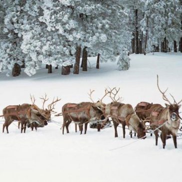 Which of Santa’s reindeer are you?