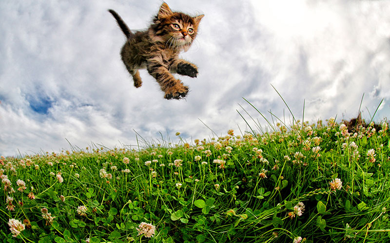 Seth Casteel photographs cats mid-air
