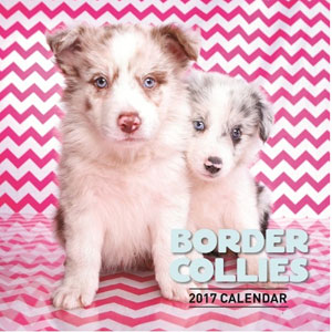 Border-Collie-calendar-2017