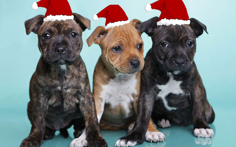 Christmas-puppies