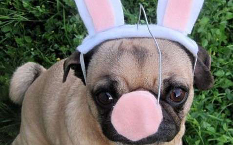 How to create an Easter egg hunt for your dog