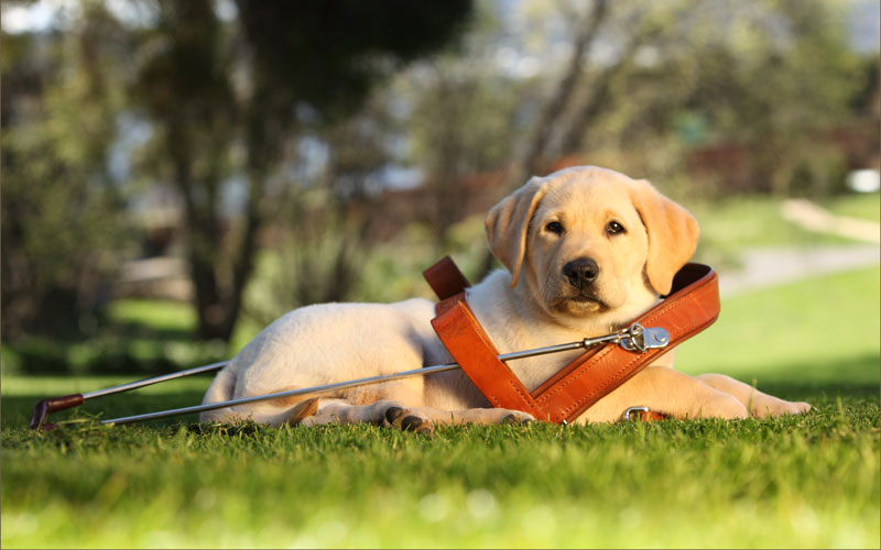 Guide-dog-puppy