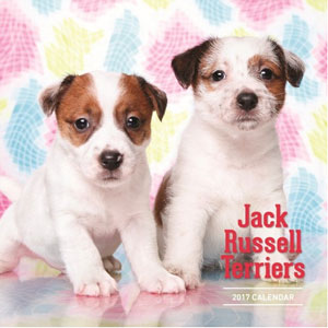 Jack-Russel-Terrier-Calenda