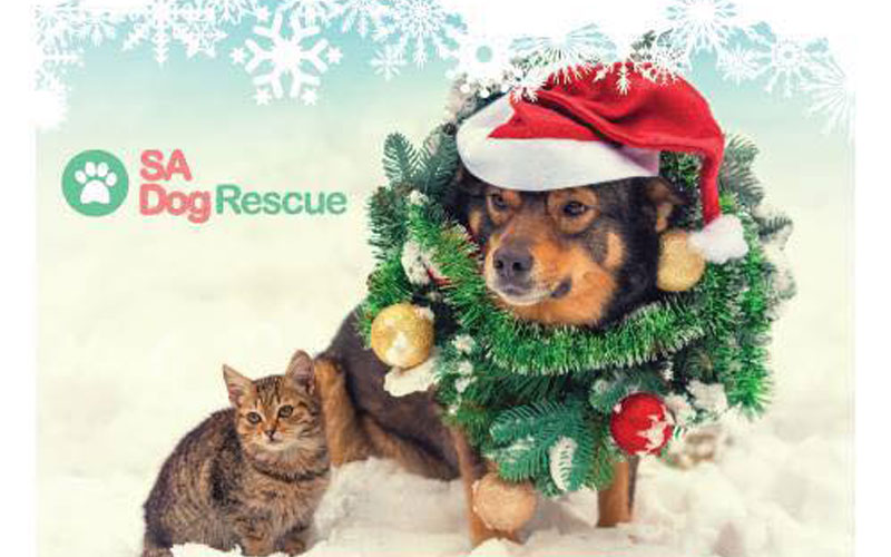 SA-dog-rescue-Christmas-party
