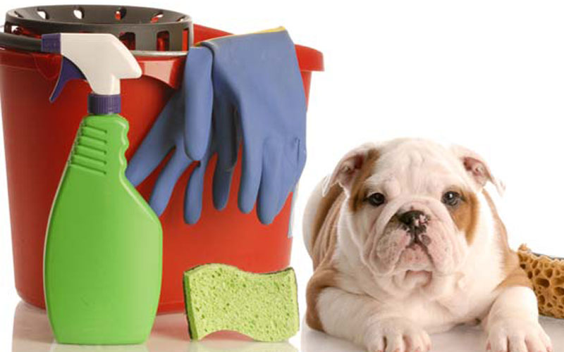 Using chemicals and cleaning products around pets