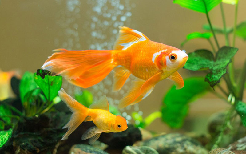 Top 5 ways to cure fish boredom