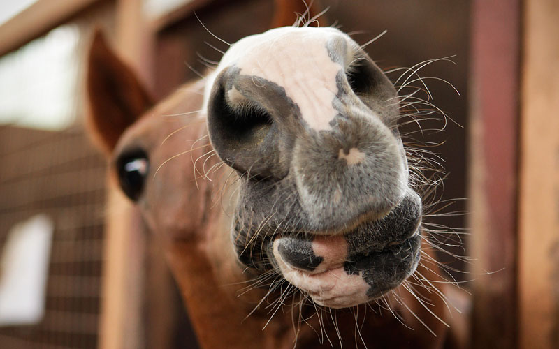 10 cools things you probably didn’t know about horses