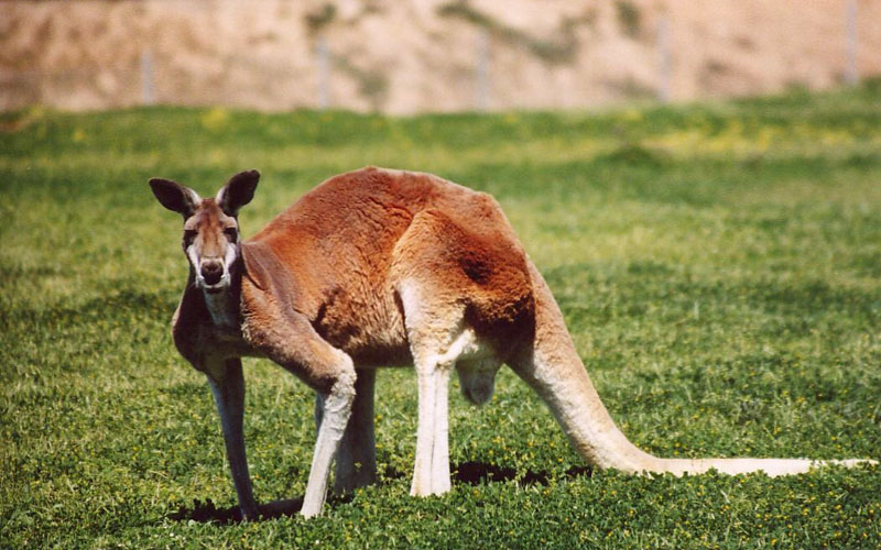 Red-Kangaroo