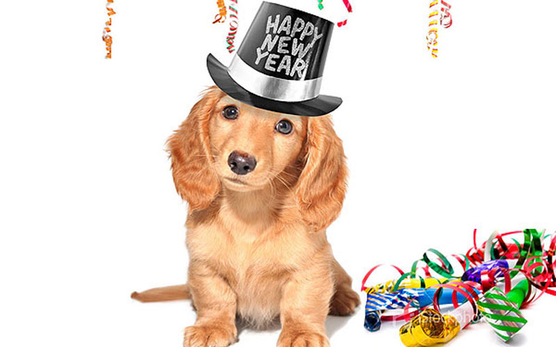 New Year’s resolutions to make with your pet