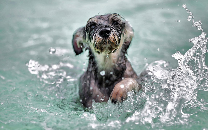 Teach your dog how to swim