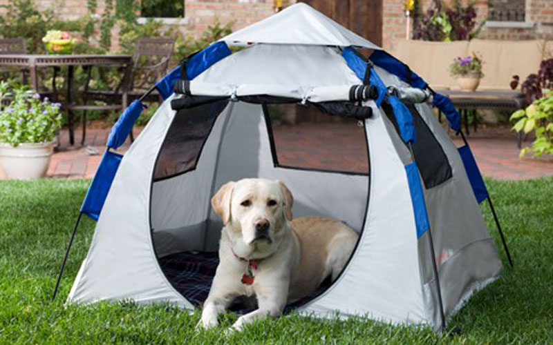 5 tips for camping with your dog