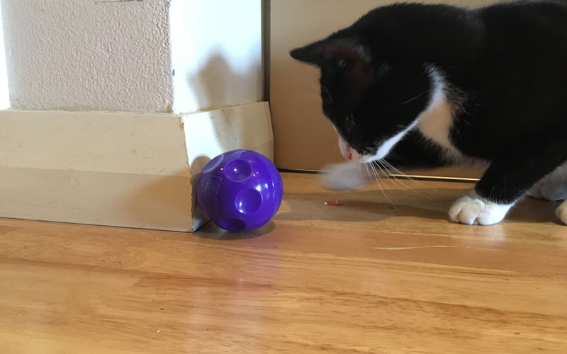 Keep your kitty busy