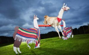 Highest-bar-jump-cleared-by-a-llama