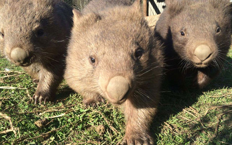 Wombat Protection Society of Australia