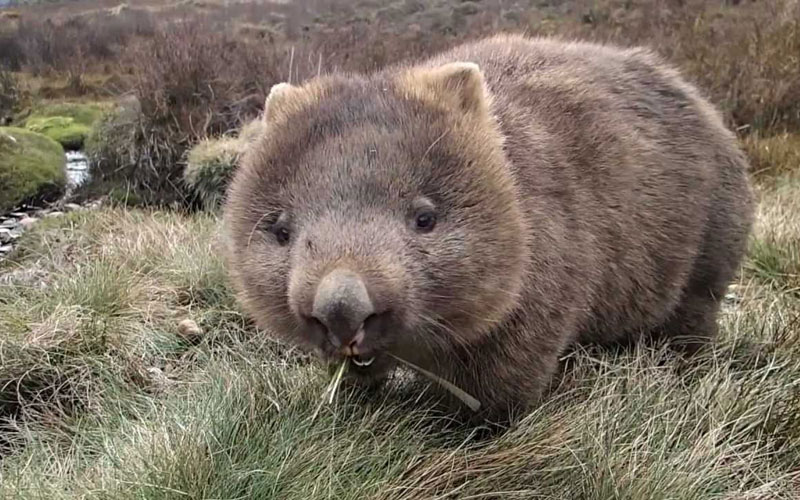 Wombat Protection Society of Australia