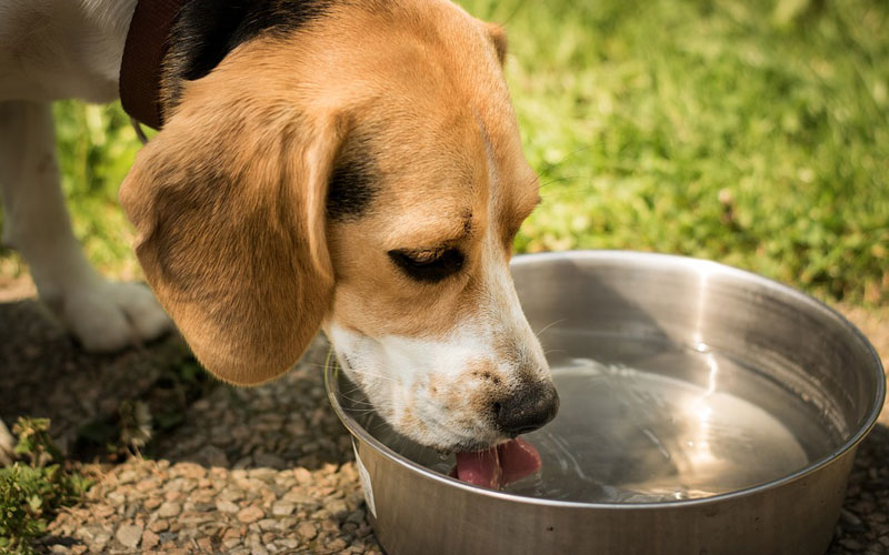 Dehydration in dogs