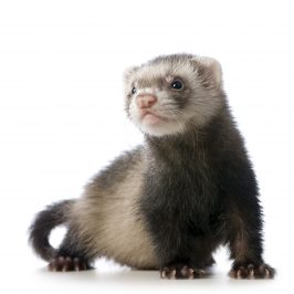 Ferrets: Is the ferret for you?