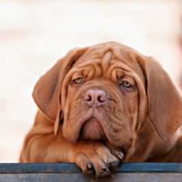5 signs your dog is in pain