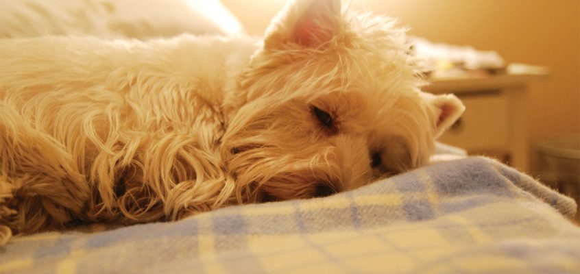 Bedtime stories: do you share the bed with your dog?