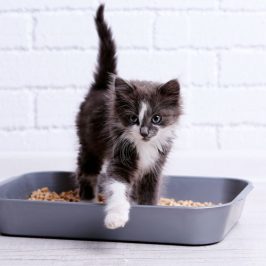 Litter Box Blues: 11 ways to get your cat back to loving its litter
