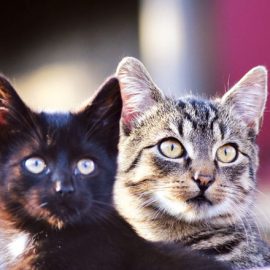 Why two cats are better than one