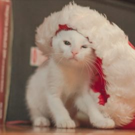 5 fun festive things to do with your pet this Christmas